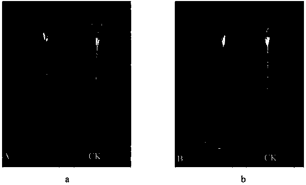 Method for artificially inoculating pine wood nematodes by semiannual masson pine seedling tender tip skin scratch and application thereof