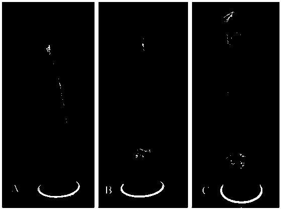 Method for artificially inoculating pine wood nematodes by semiannual masson pine seedling tender tip skin scratch and application thereof