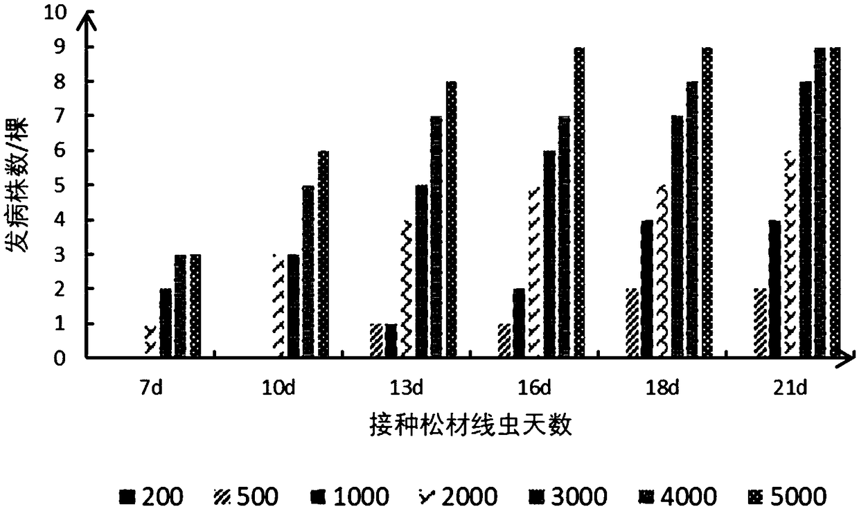 Method for artificially inoculating pine wood nematodes by semiannual masson pine seedling tender tip skin scratch and application thereof