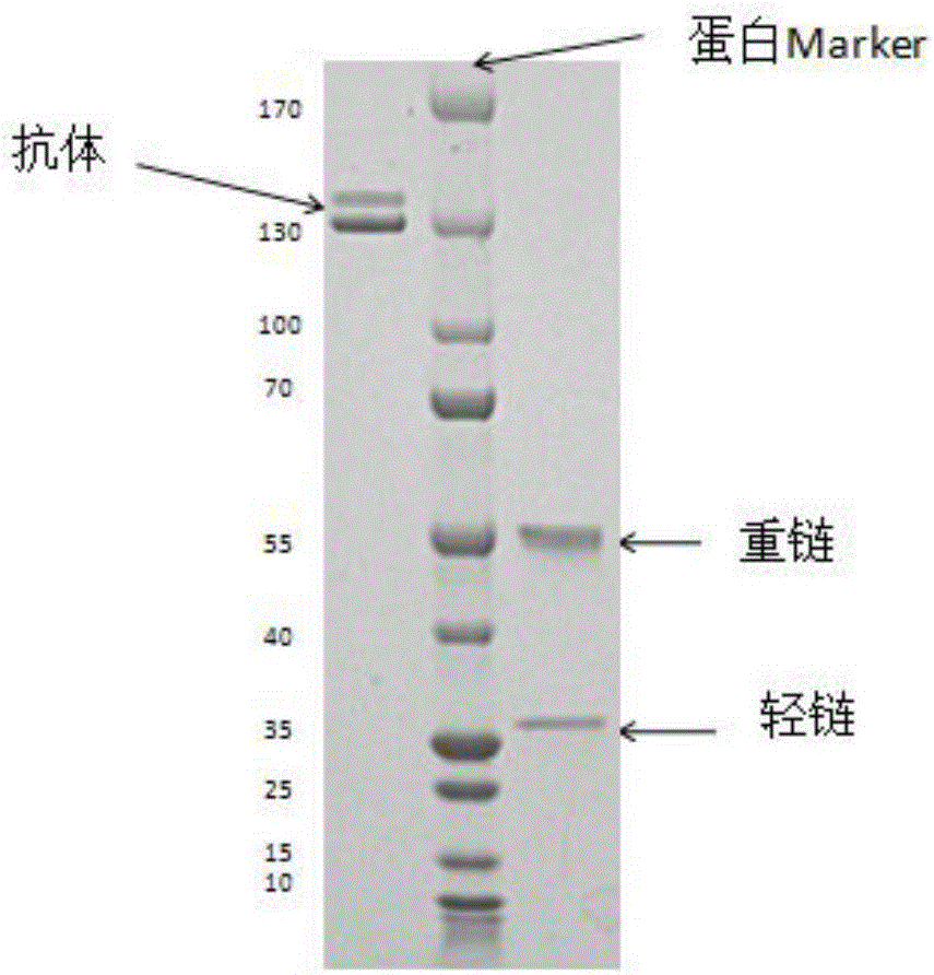 Fully-humanized rabies virus resisting neutralizing antibody