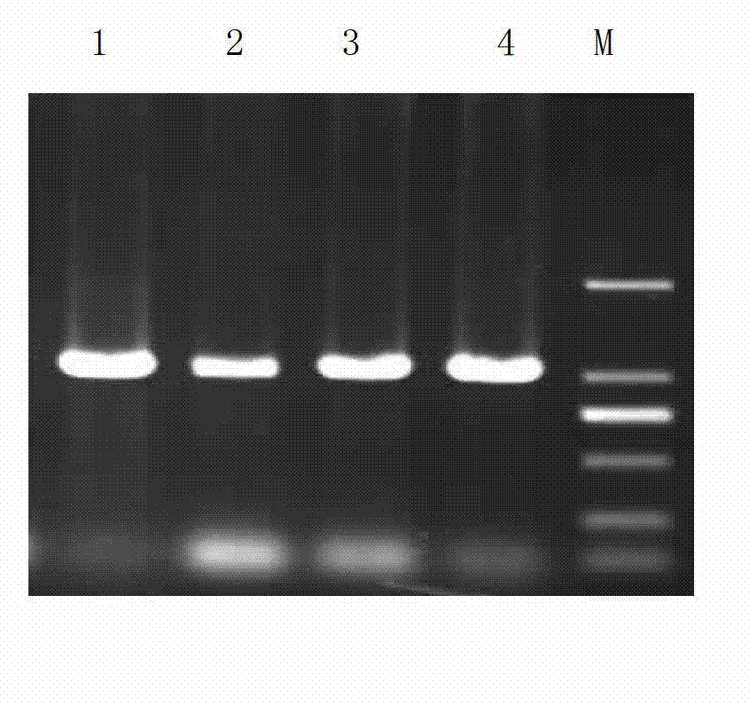 Molecular identification method of authenticity and category of rhinoceros horn products