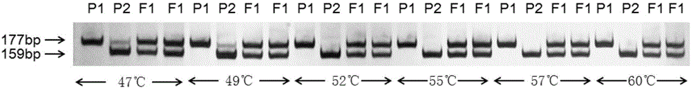 Method for quickly identifying purity of cucumber rootstock Heli II by use of molecular marker