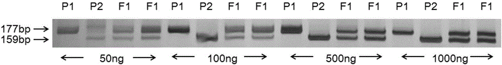 Method for quickly identifying purity of cucumber rootstock Heli II by use of molecular marker