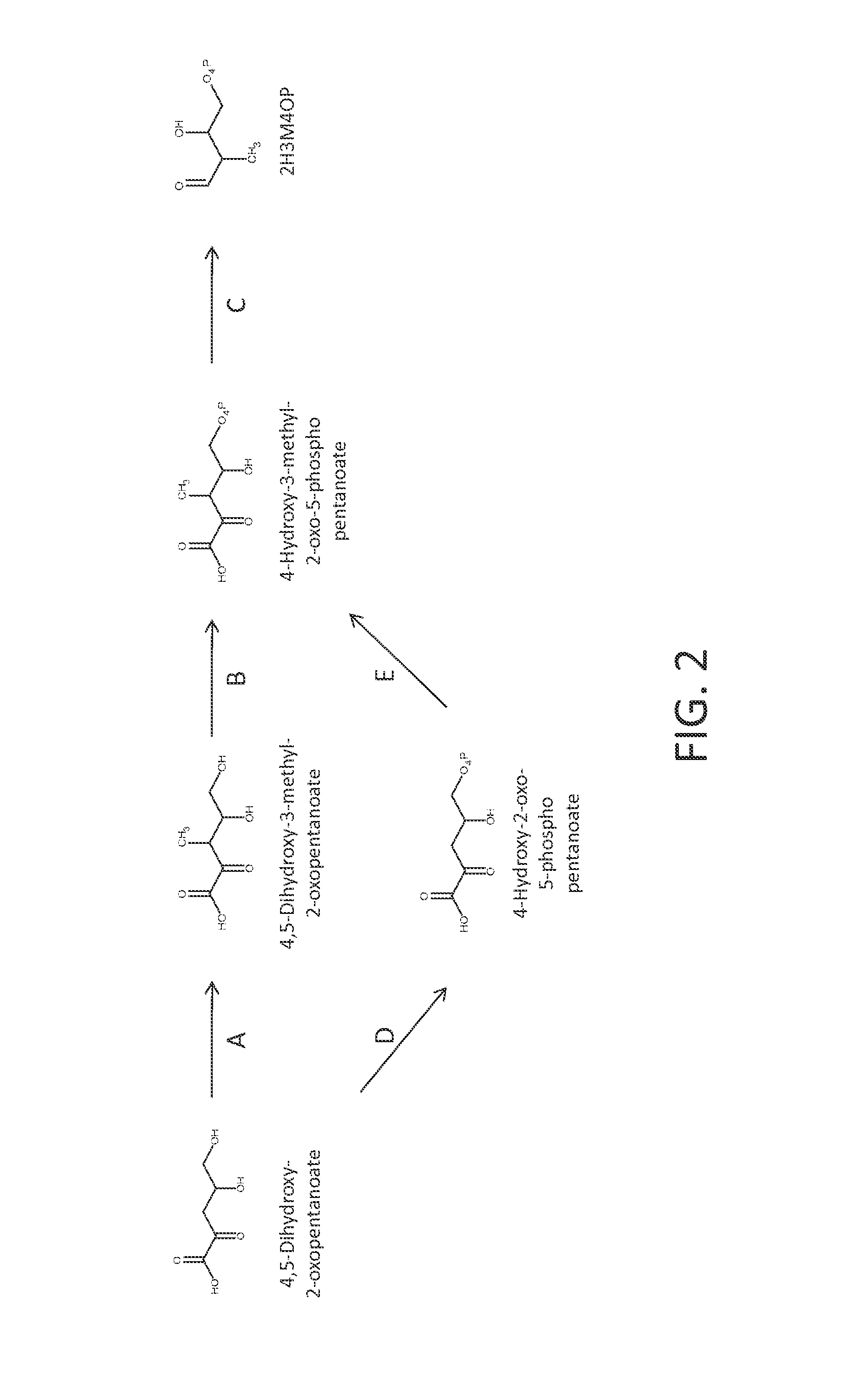 Microorganisms and processes for producing terephthalic acid and its salts