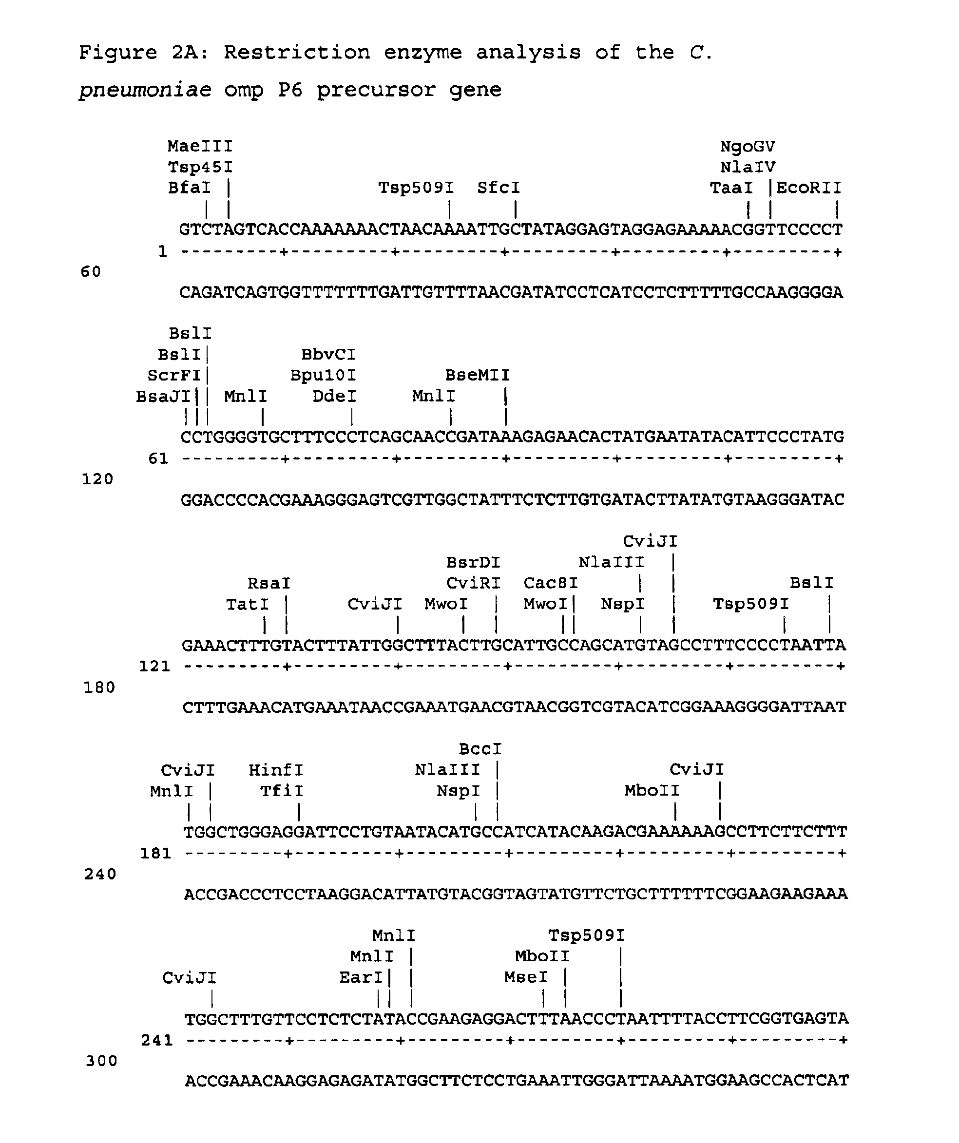 Chlamydia antigens and corresponding DNA fragments and uses thereof