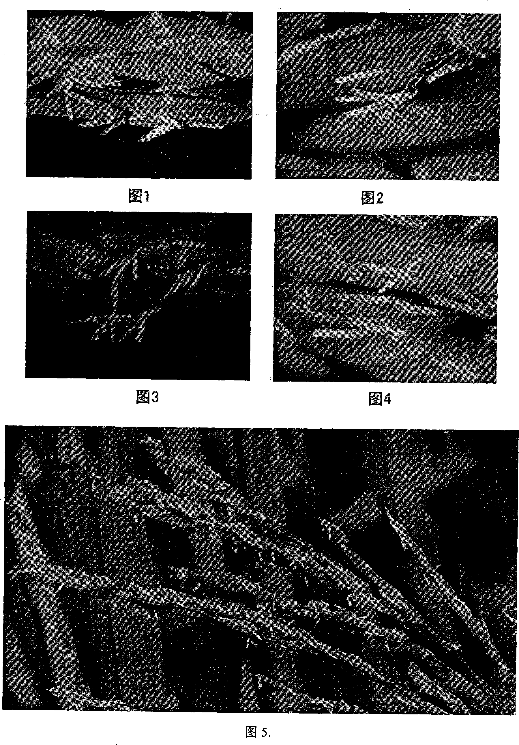 Fire-resistant lodging-resistant red lotus type cytoplasmic male sterile series breeding method