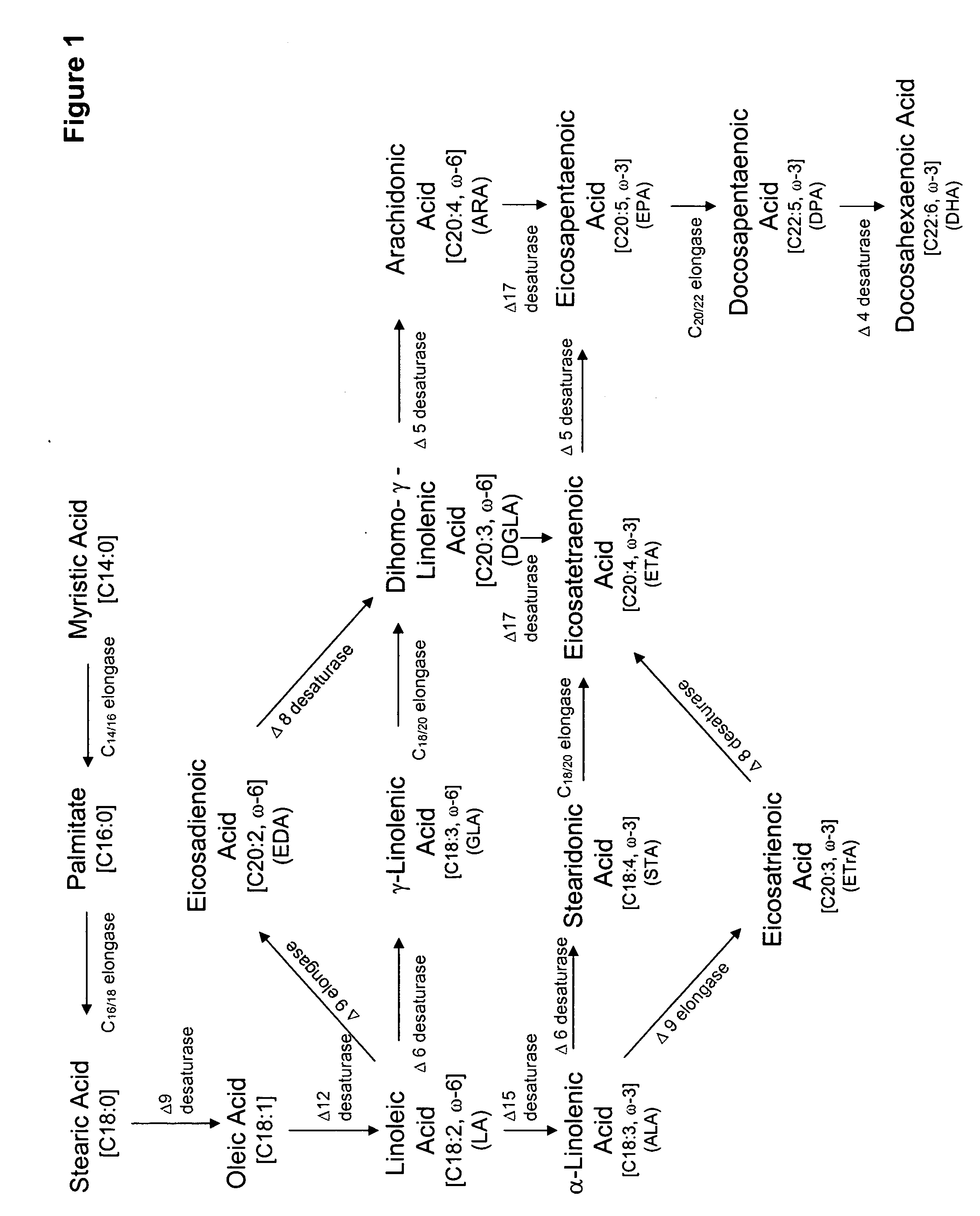 Mutant delta-8 desaturase genes engineered by targeted mutagenesis and their use in making polyunsaturated fatty acids