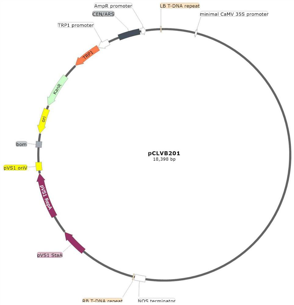 Virus-induced gene silencing vector, application thereof and citrus disease prevention and control method