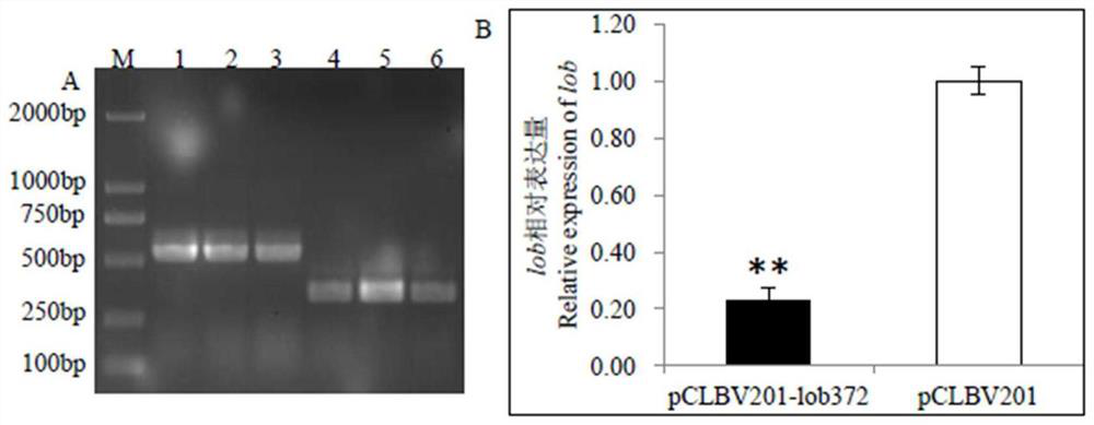 Virus-induced gene silencing vector, application thereof and citrus disease prevention and control method