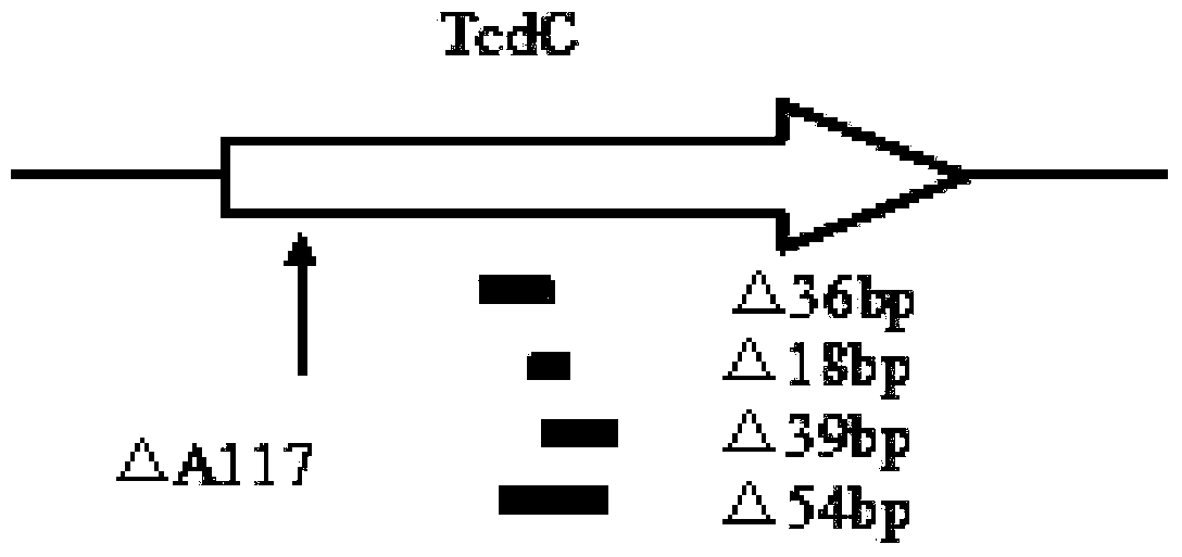 Compositions and kits and methods for detecting hypervirulent strains and/or toxin types of Clostridium difficile