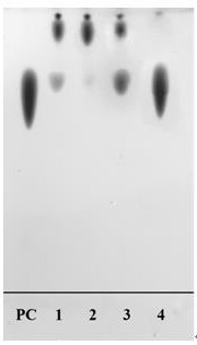 Phosphatidyl-agaro-oligosaccharide and preparation method thereof