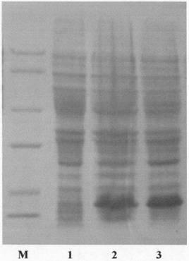 Preparation method for chicken interferon-alpha