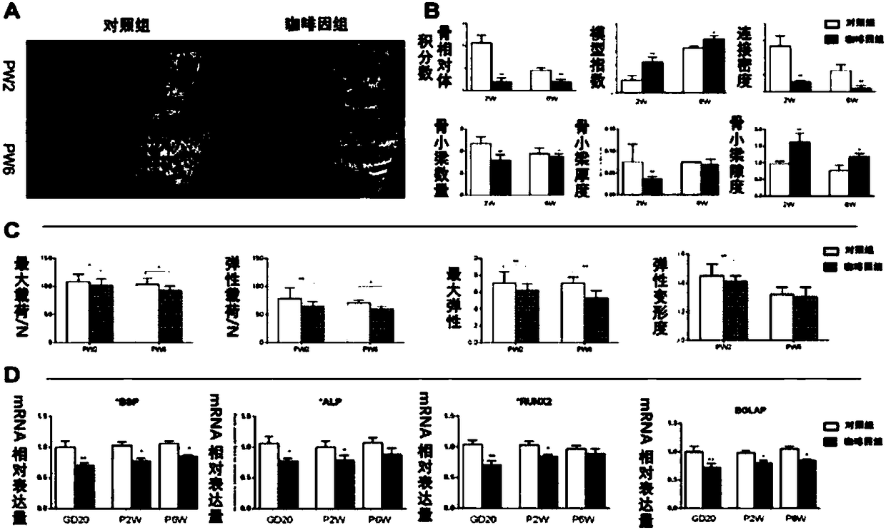 Construction method and application of animal model suffering from fetal-origin adult osteoporosis