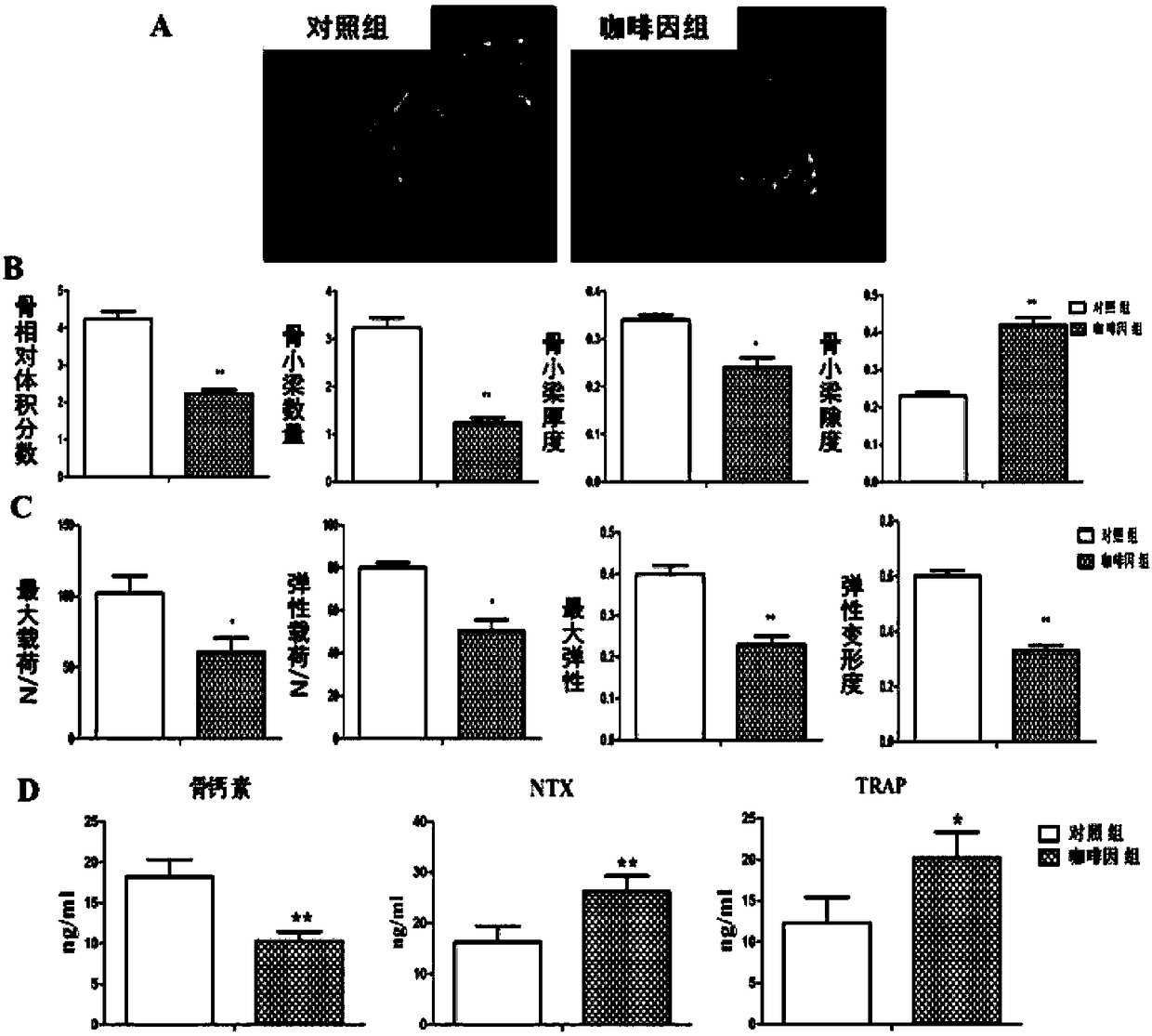 Construction method and application of animal model suffering from fetal-origin adult osteoporosis