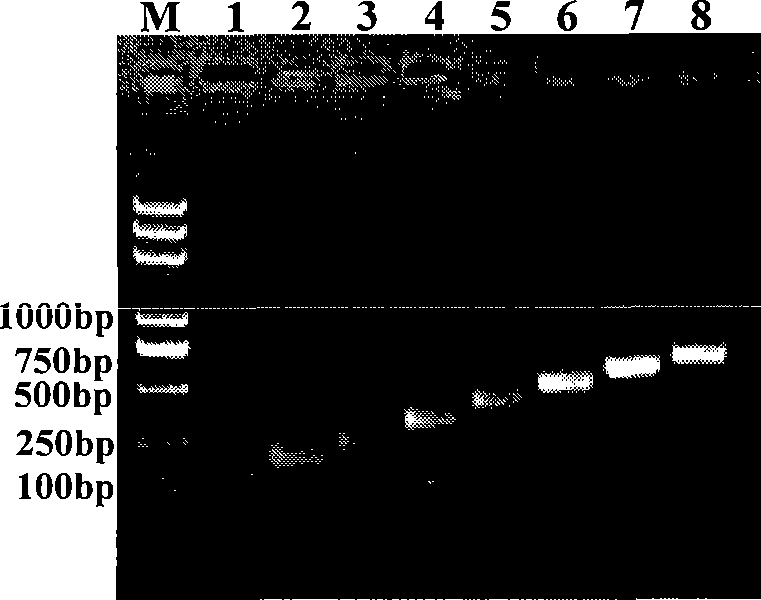 Xylanase coding gene and use thereof