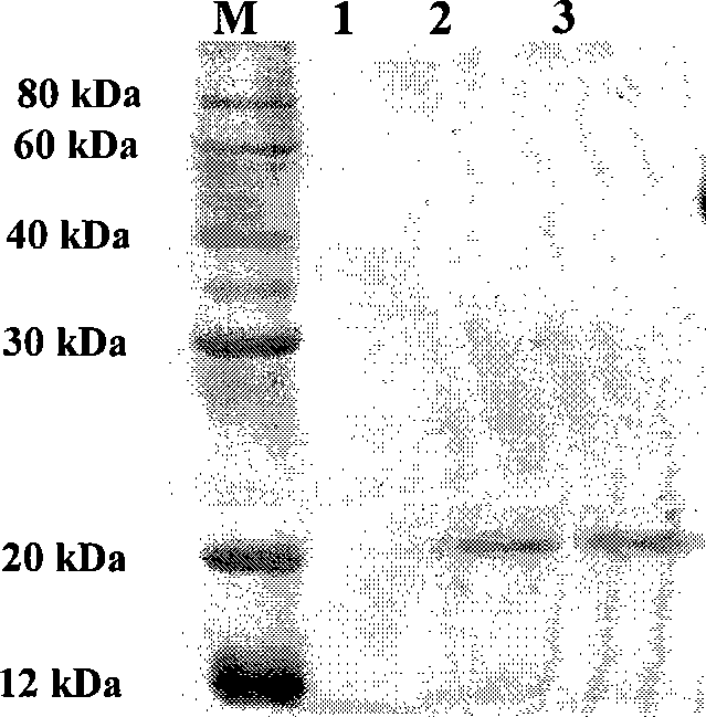 Xylanase coding gene and use thereof