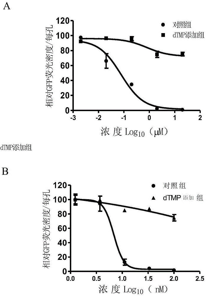 Application of thymidylate synthase as target in screening anti-herpes virus drugs