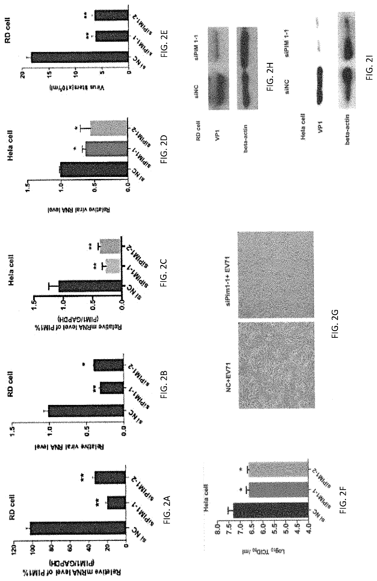 Pim1 inhibitors for use in treatment of viral infection and pharmaceutical compositions thereof