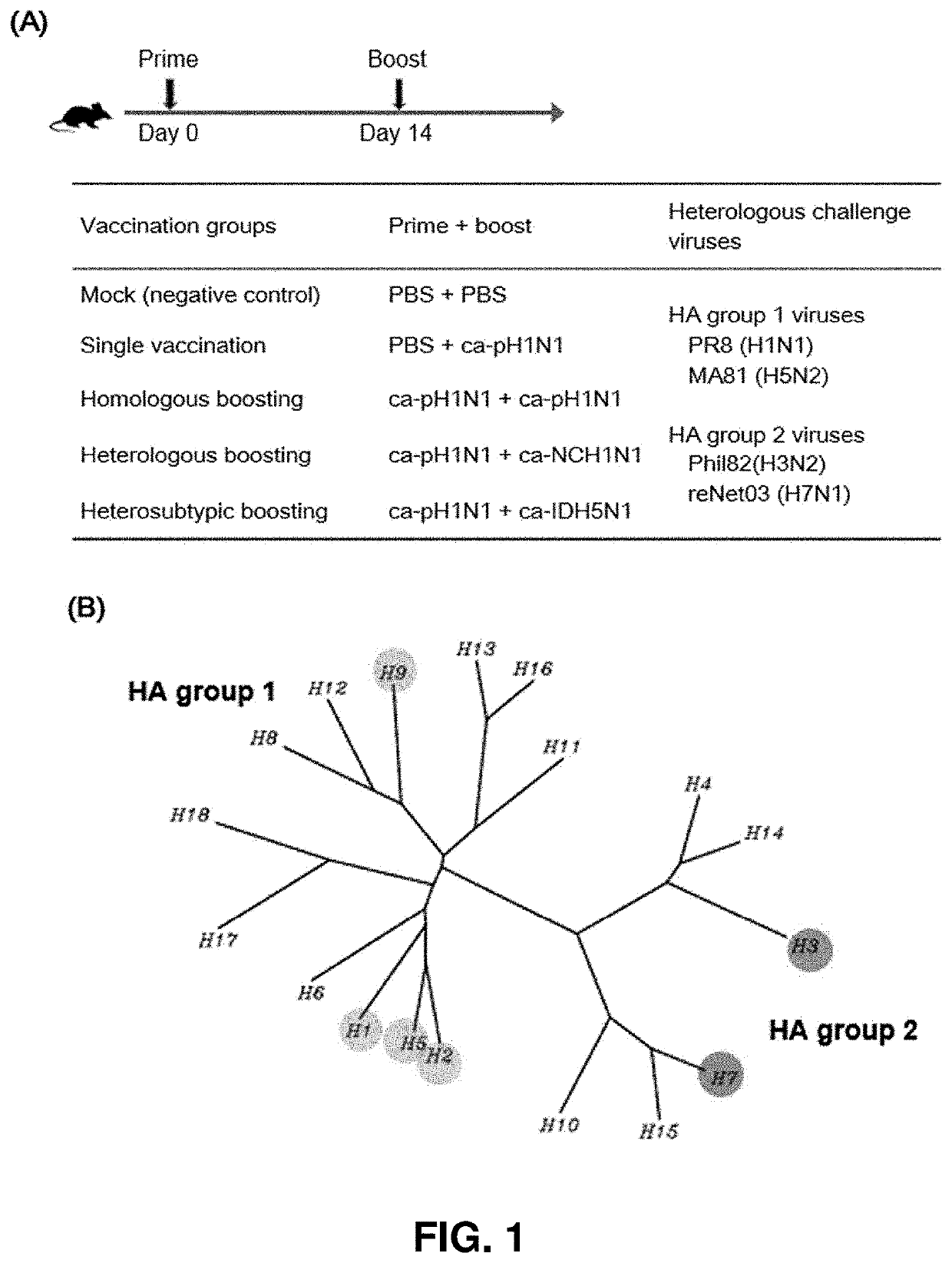 Universal influenza vaccine using cold-adapted live-attenuated virus