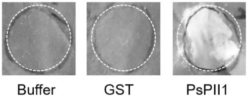 Plant immunity activator protein PsPII1 and applications thereof