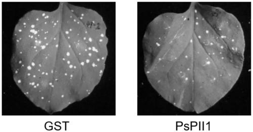 Plant immunity activator protein PsPII1 and applications thereof