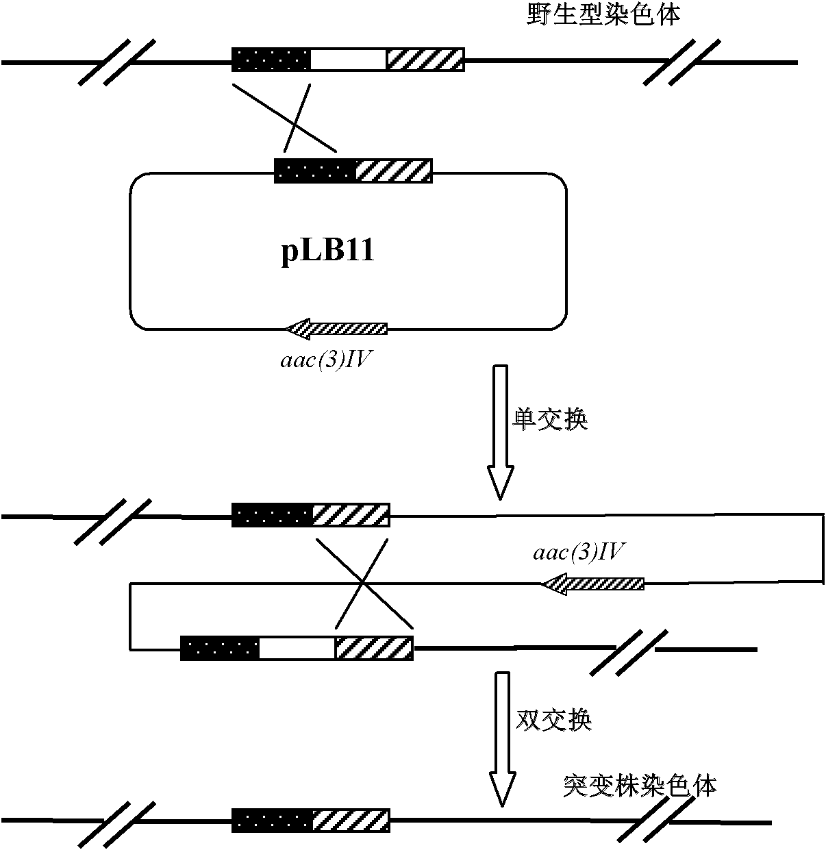 Method for improving yield of avermectins and producing strain thereof