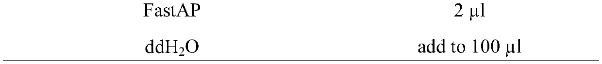 A method for constructing Bactrocera dorsalis white-eyed strain