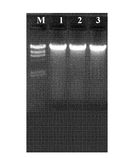 Method for purifying genomic deoxyribonucleic acid (DNA) of plant seeds by using goldmag particles