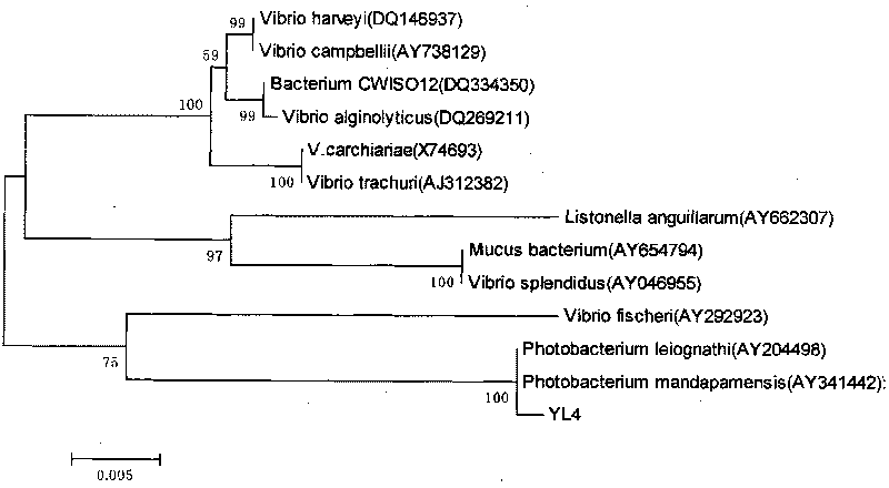 Detection of environmental pollutants by using Photobacterium leiognathi YL bacterial strain