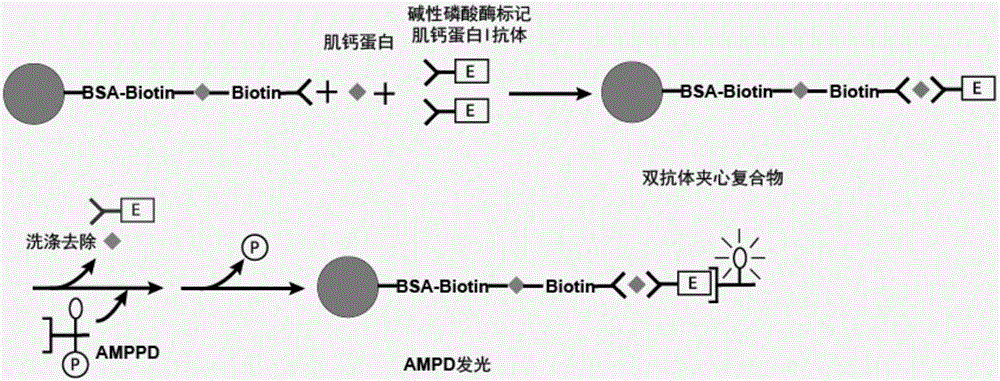 Troponin I monoclonal antibody magnetic particles and preparation method thereof, and detection kit