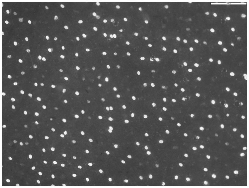 Fluorescent microscopic slide preparation technology for observing and counting glandular hair and non-glandular hair of folium artemisiae argyi