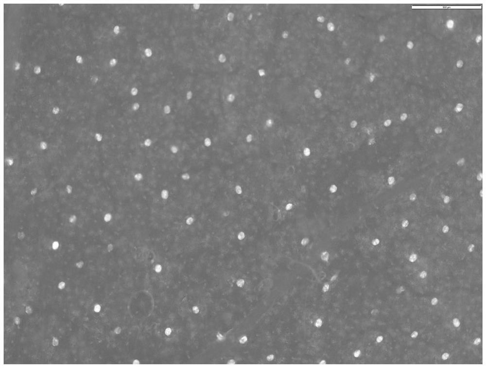 Fluorescent microscopic slide preparation technology for observing and counting glandular hair and non-glandular hair of folium artemisiae argyi