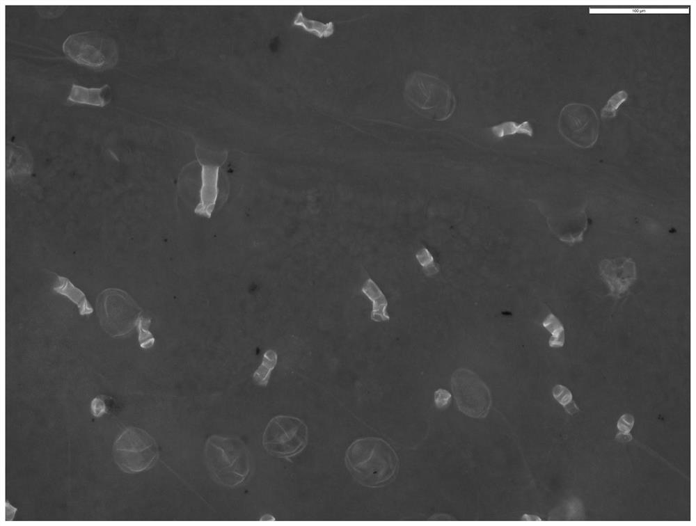 Fluorescent microscopic slide preparation technology for observing and counting glandular hair and non-glandular hair of folium artemisiae argyi