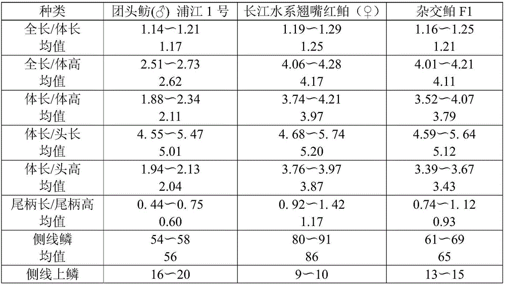 Establishment method and fry culture method of heterologous hybrid culter strain