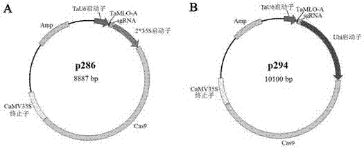 CRISPR-Cas9 system-based gene editing vector and application thereof