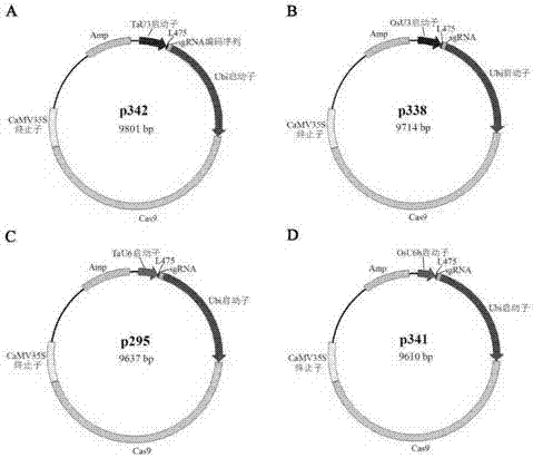 CRISPR-Cas9 system-based gene editing vector and application thereof