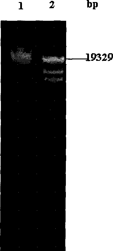 Cold adapted endo beta-xylanase gene XynA and use