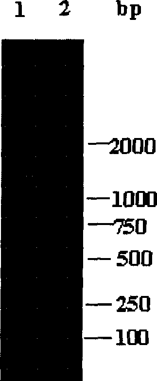 Cold adapted endo beta-xylanase gene XynA and use