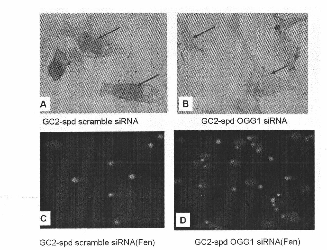 Preparation for detecting male reproductive toxicity of environmental chemicals and modeling method