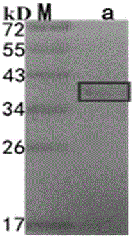 Indirect ELISA (enzyme-linked immuno sorbent assay) detection reagent kit and detection method for bovine-derived pasteurella multocida antibodies