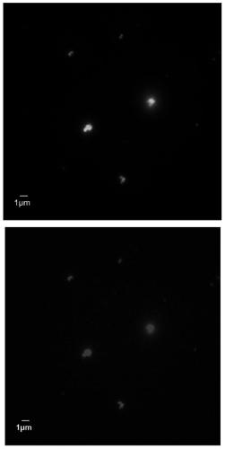 Preparation method and application of super-resolution imaging probe based on silicon dioxide