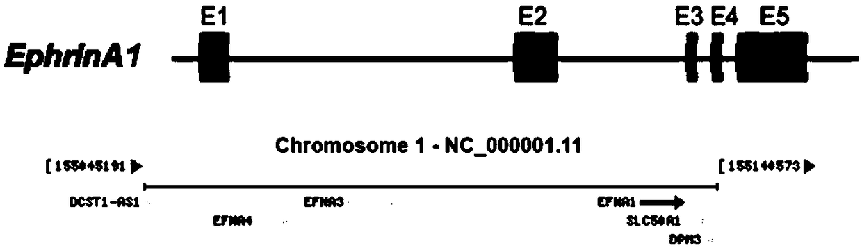 Application of EphrinA1 protein in preparation of drug for inhibiting tumor cell invasion and metastasis