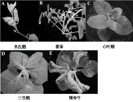 Agrobacterium strain carrying Yunnan tomato leaf curl virus infectious clones and application thereof