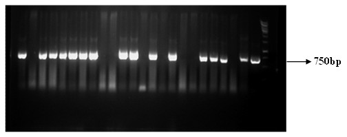 Agrobacterium strain carrying Yunnan tomato leaf curl virus infectious clones and application thereof