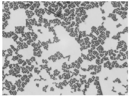 Lactobacillus plantarum RS-09 with high adhesion and applications thereof