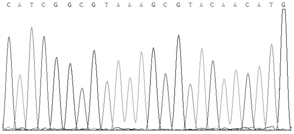 Kit and method for identifying myospalax fontanieri (E.fontanieri)