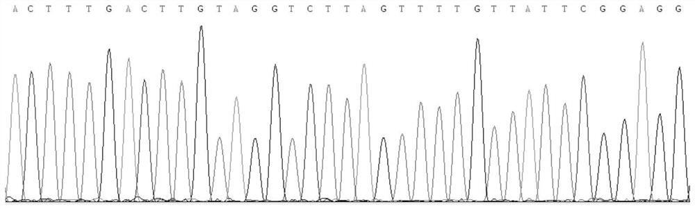 Kit and method for identifying myospalax fontanieri (E.fontanieri)