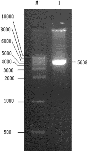 Preparation method of a recombinant nuclear polyhedrosis virus capable of infecting tea geometrids