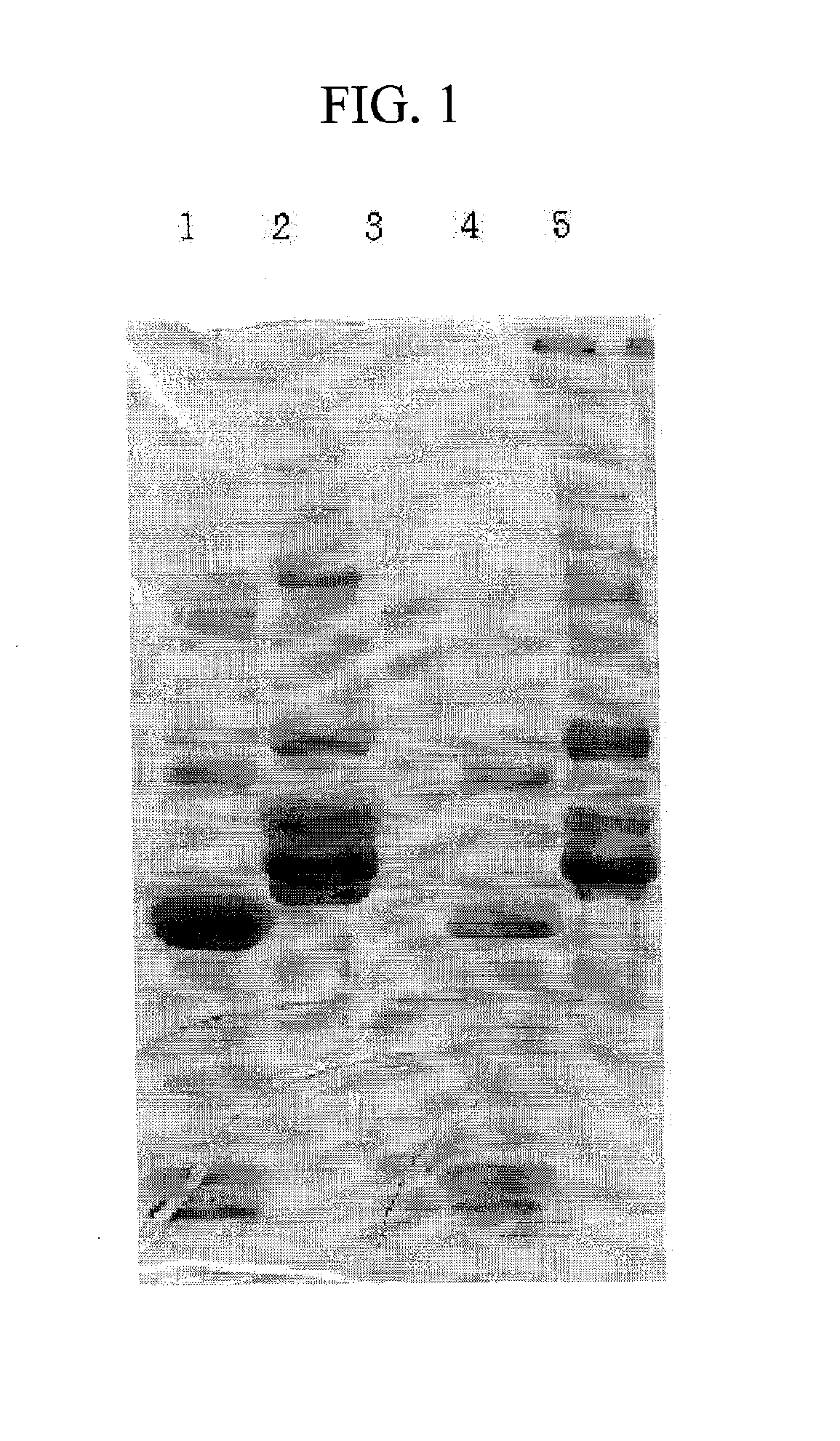 Monoclonal antibody against d-dimer and diagnosis agent for detecting d-dimer, crosslinked fibrin and its derivatives containing d-dimer by using the antibody