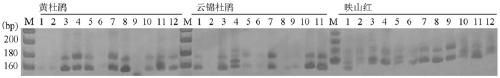 EST-SSR marker development and application of rhododendron pulchrum sweet